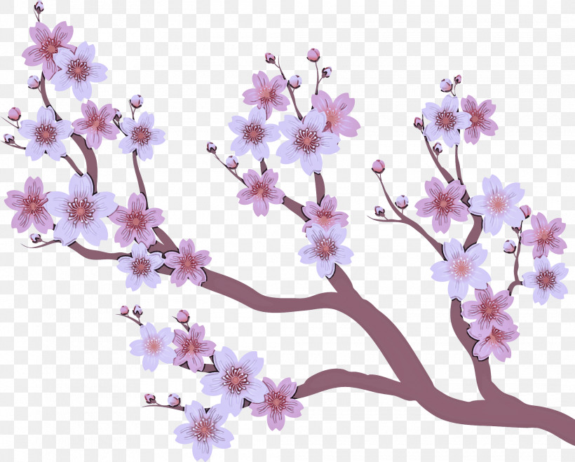 Cherry Blossom, PNG, 2120x1706px, Cherry Blossom, Biology, Blossom, Cherry, Flower Download Free
