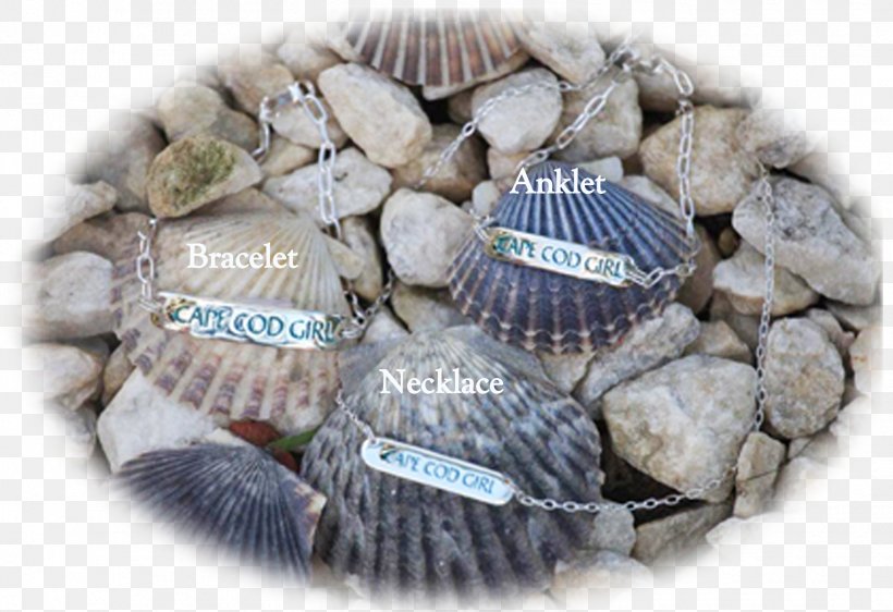 Cockle, PNG, 1750x1200px, Cockle, Clam, Clams Oysters Mussels And Scallops Download Free
