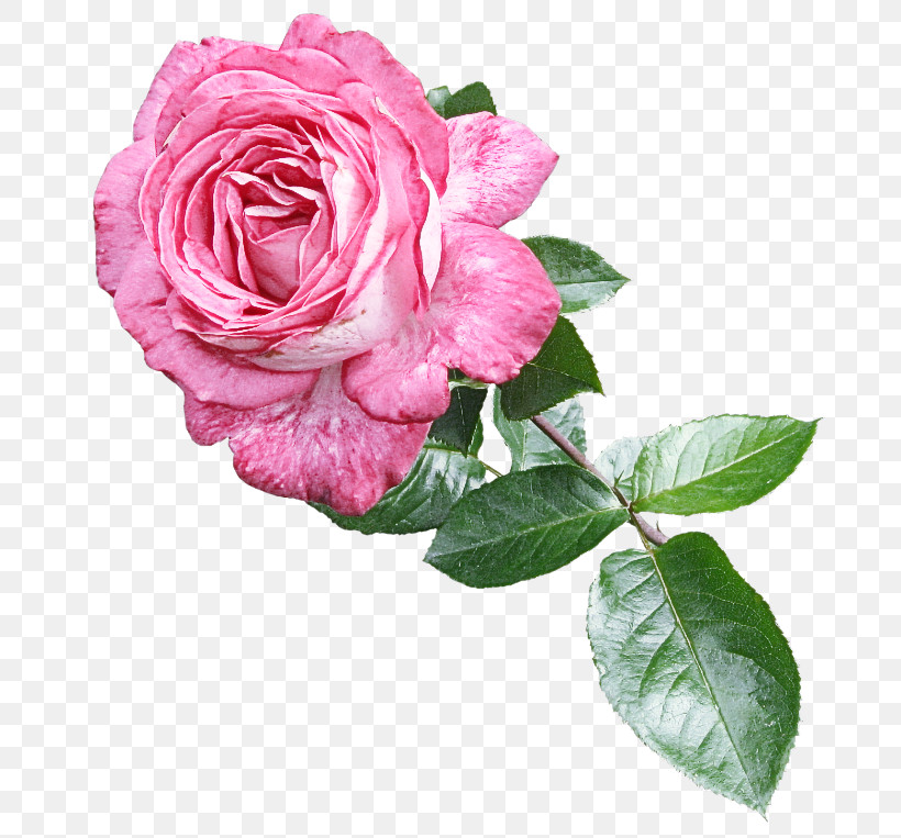 Garden Roses, PNG, 700x763px, Garden Roses, Cabbage Rose, Cut Flowers, Family, Floribunda Download Free
