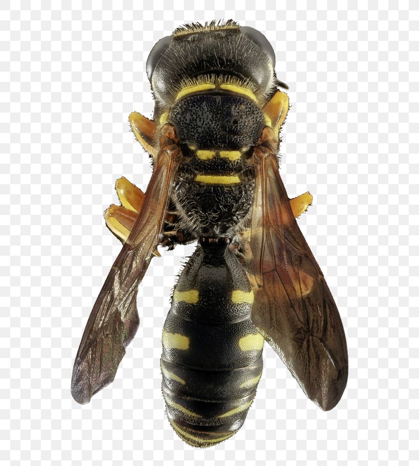 ABV Pest Control & WindowCleaning Honey Bee Hornet, PNG, 600x911px, Honey Bee, Arthropod, Bee, Cleaner, Cleaning Download Free