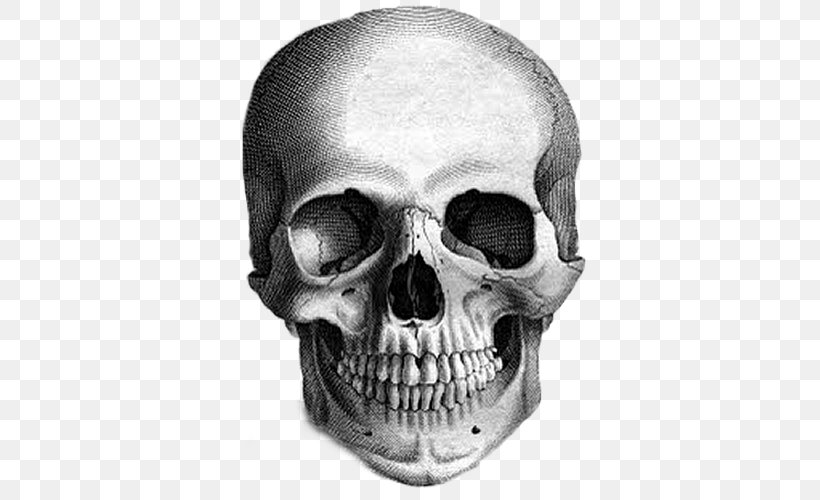 Calavera Skull Drawing The Human Head Sketch, PNG, 500x500px, Calavera, Anatomy, Art, Black And White, Bone Download Free