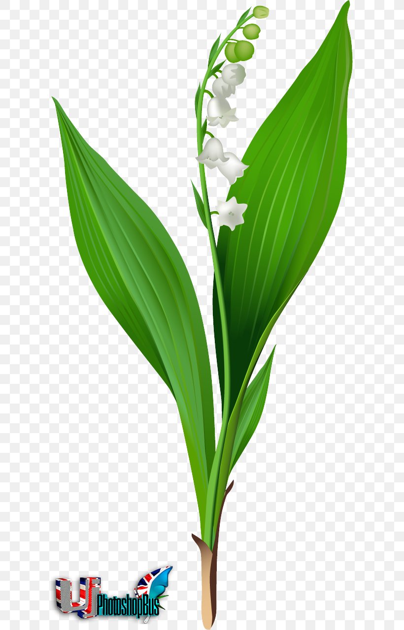 Lily Of The Valley Lilium 'Stargazer' Clip Art, PNG, 613x1280px, Lily Of The Valley, Central Valley, Flower, Grass, Grass Family Download Free