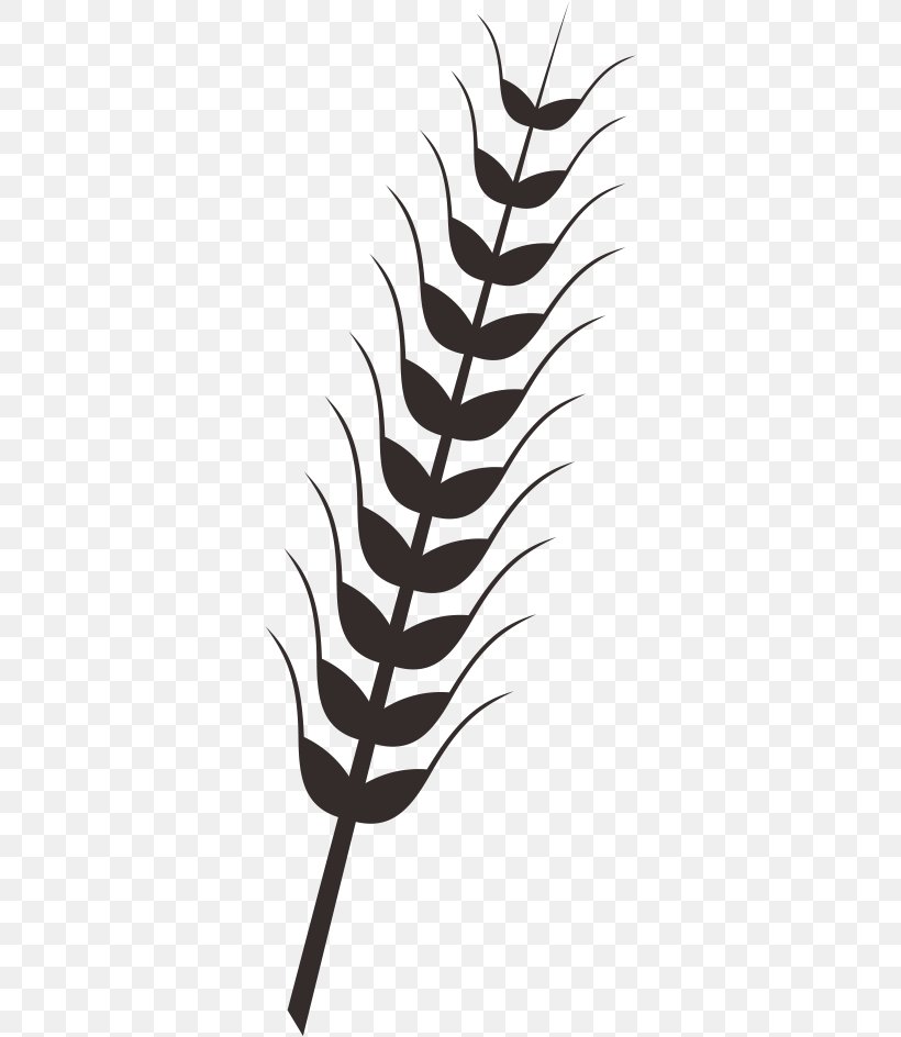 Wheat Rice Drawing Clip Art, PNG, 338x944px, Wheat, Barley, Black And White, Branch, Drawing Download Free