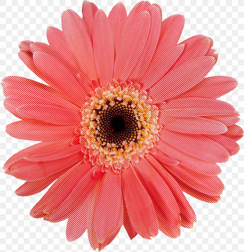 Flower Barberton Daisy Gerbera Pink Petal, PNG, 1079x1114px, Flower, Barberton Daisy, Cut Flowers, Daisy Family, Gerbera Download Free