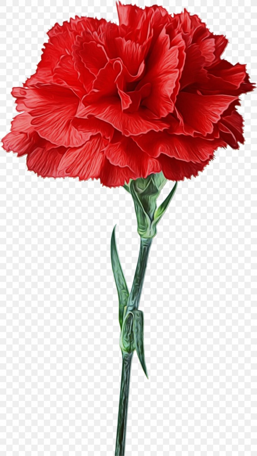 Flower Cut Flowers Plant Carnation Red, PNG, 901x1600px, Watercolor, Carnation, Cut Flowers, Dianthus, Flower Download Free