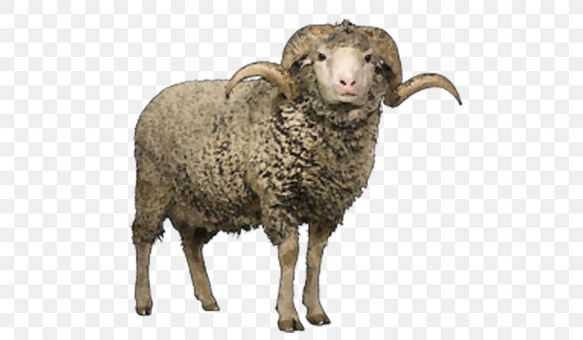 Merino Clun Forest Sheep Romney Sheep Lincoln Sheep Herdwick, PNG, 600x478px, Merino, Bighorn Sheep, Cow Goat Family, Fauna, Goat Antelope Download Free
