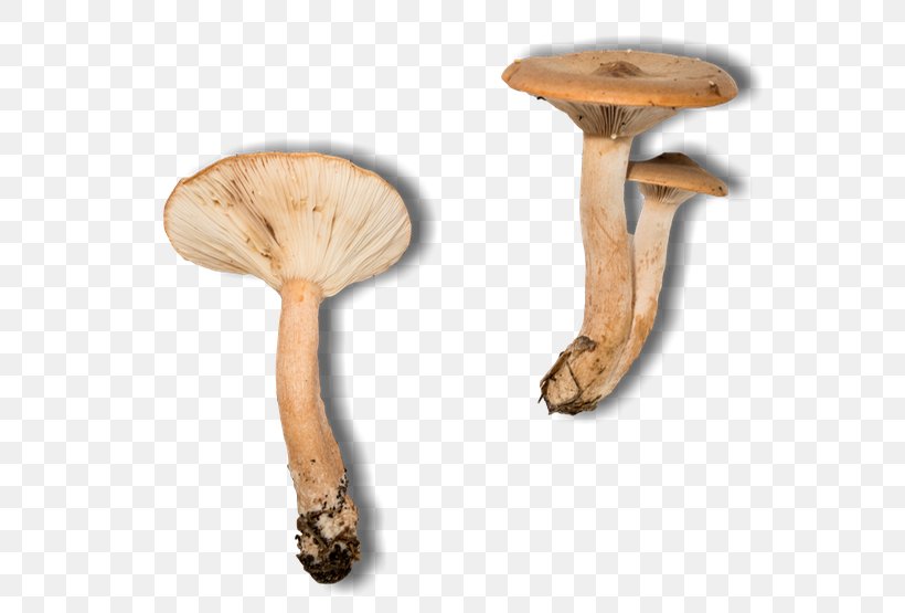 Pleurotus Eryngii, PNG, 600x555px, Pleurotus Eryngii, Edible Mushroom, Ingredient, Mushroom, Pleurotus Download Free