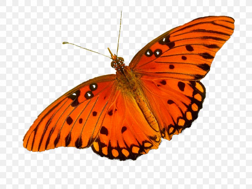 Swallowtail Butterfly Monarch Butterfly Battus Philenor Color, PNG, 1024x768px, Butterfly, Animal, Arthropod, Battus, Battus Philenor Download Free