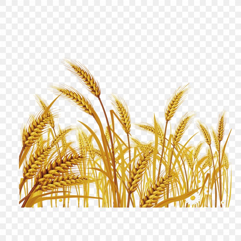Wheat Euclidean Vector Stock Illustration Clip Art, PNG, 2126x2126px, Common Wheat, Avena, Cereal, Cereal Germ, Commodity Download Free