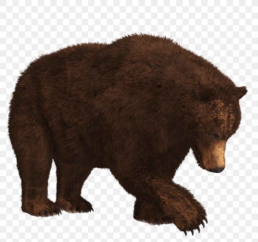 American Black Bear Kamchatka Brown Bear Polar Bear Grizzly Bear, PNG, 1024x962px, Bear, American Black Bear, Brown Bear, Carnivoran, Fauna Download Free