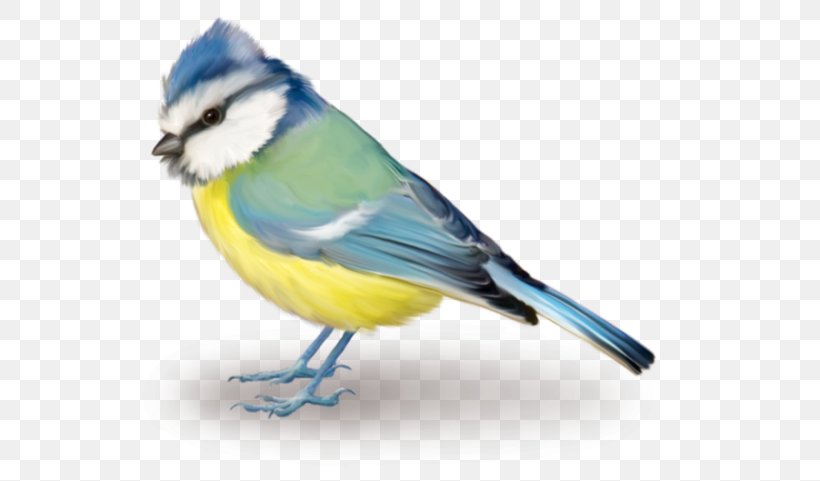 Bird Blue Jay Clip Art, PNG, 600x481px, Bird, Beak, Bird Flight, Blue Jay, Bluebird Download Free