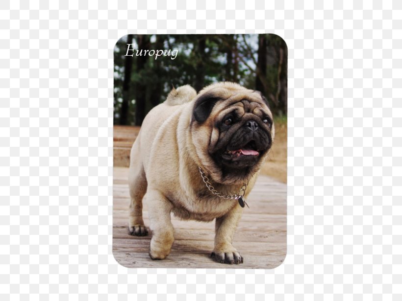 Pug Dog Breed Puppy Lion Toy Dog, PNG, 615x615px, Pug, Animal, Breed, Canidae, Carnivoran Download Free