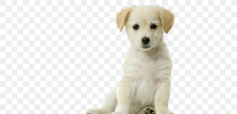 Puppy Golden Retriever Siberian Husky Kitten Dog Training, PNG, 700x393px, Puppy, Carnivoran, Collar, Companion Dog, Cuteness Download Free