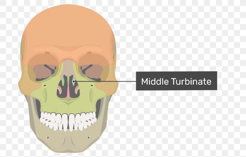 Vomer Nasal Bone Ethmoid Bone Human Skeleton, PNG, 770x523px, Vomer, Anatomy, Bone, Ethmoid Bone, Face Download Free
