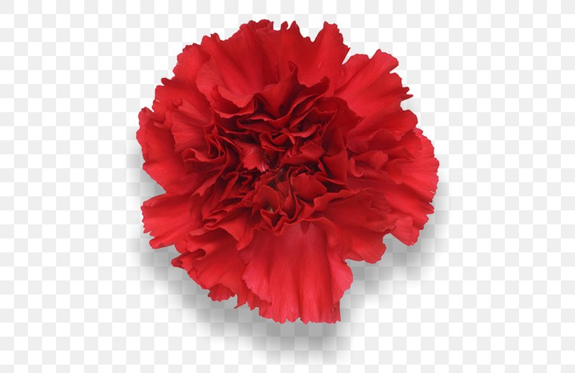 Carnation Red Cut Flowers Peach, PNG, 652x532px, Carnation, Annual Plant, Color, Cut Flowers, Dianthus Download Free