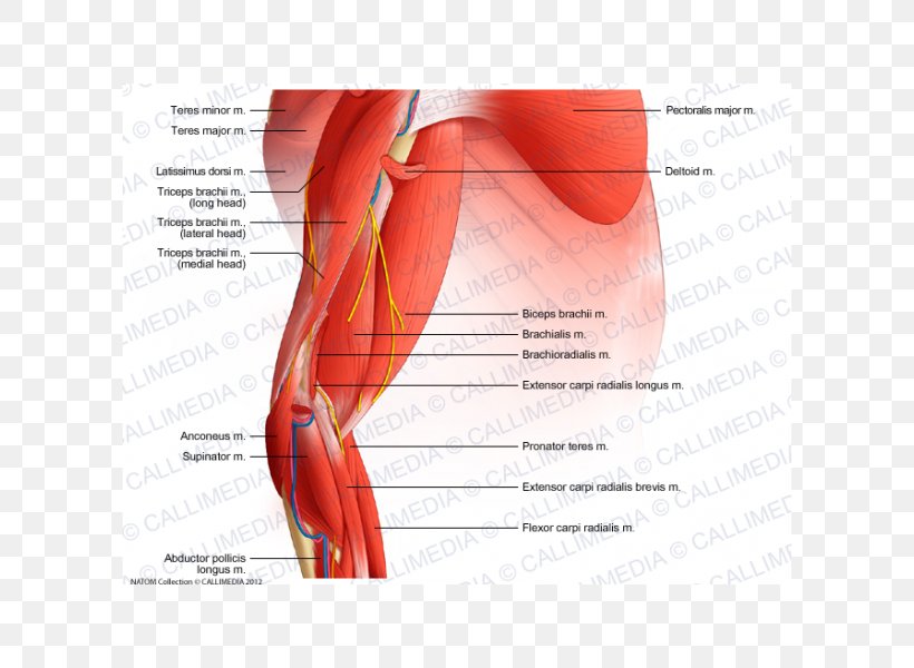 Elbow Muscle Forearm Anatomy, PNG, 600x600px, Watercolor, Cartoon, Flower, Frame, Heart Download Free