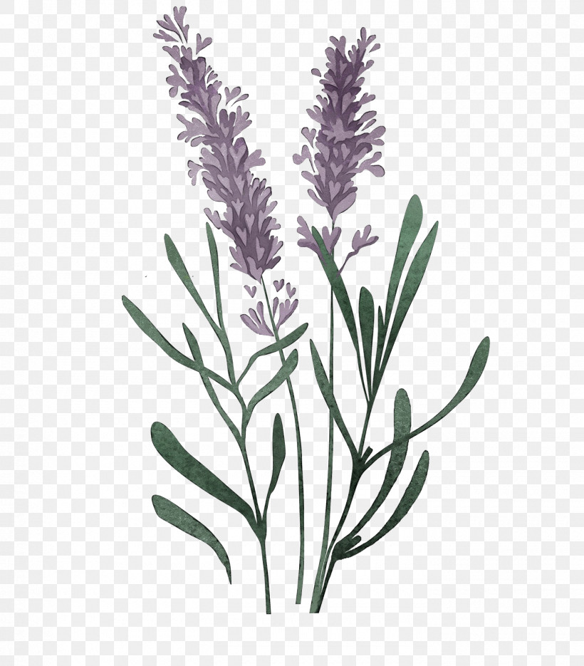 Lavender, PNG, 1400x1598px, Watercolor, Biology, English Lavender, Flowerpot, French Lavender Download Free