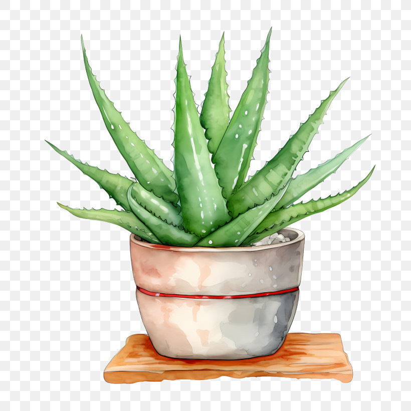 Aloe Vera - Potted Aloe Vera Plant Illustration PNG