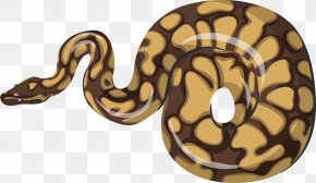 Snake - Boa Constrictor Reptile Vipers Snake PNG