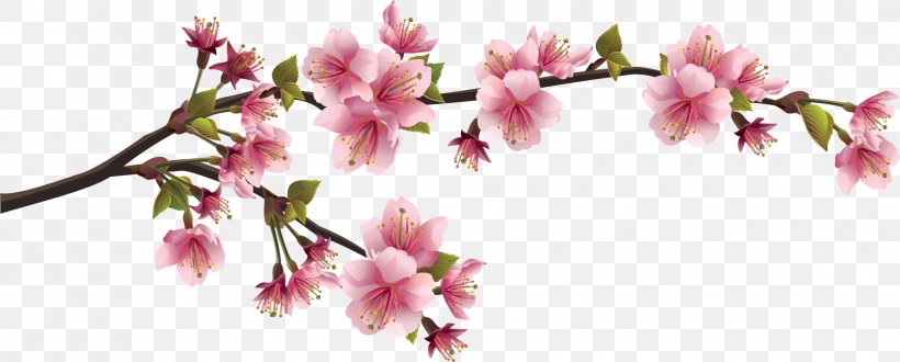 Cherry Blossom Wall Decal Branch, PNG, 1761x709px, Cherry Blossom, Blossom, Branch, Bud, Cherry Download Free