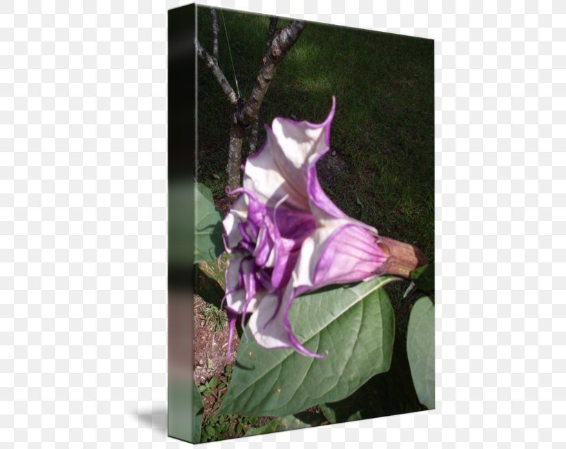 Daturas Floral Design Flower Angel's Trumpets, PNG, 452x650px, Daturas, Datura, Family, Flora, Floral Design Download Free