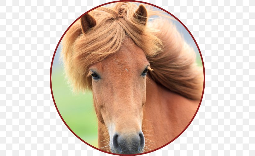Dog Mustang Stallion Veterinarian Pony, PNG, 500x500px, Dog, Acupuncture, Animal, Bridle, Disease Download Free