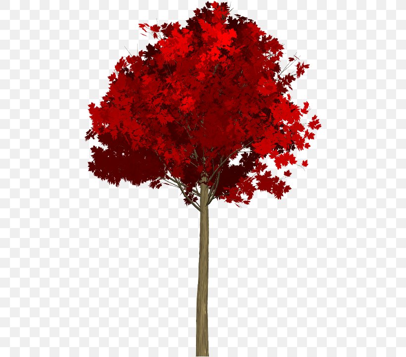 Maple Leaf Red Maple Acer Japonicum Tree, PNG, 480x720px, Maple Leaf, Acer Japonicum, Autumn Leaf Color, Bonsai, Branch Download Free