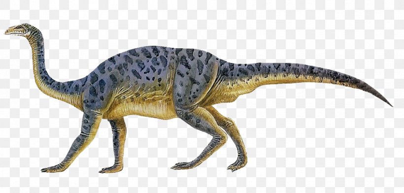 Plateosaurus Anchisaurus Velociraptor Sauropoda Dinosaur, PNG, 985x472px, Plateosaurus, Anchisaurus, Animal, Animal Figure, Ankylosaurus Download Free