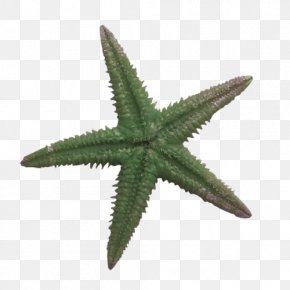 Starfish - Starfish Blue Sea Star Ochre Sea Star PNG