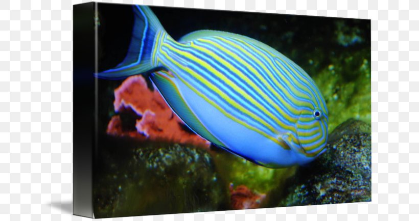 Tropical Fish Aquarium Coral Reef Fish Saltwater Fish, PNG, 650x434px, Tropical Fish, Aquarium, Coral Reef, Coral Reef Fish, Ecosystem Download Free
