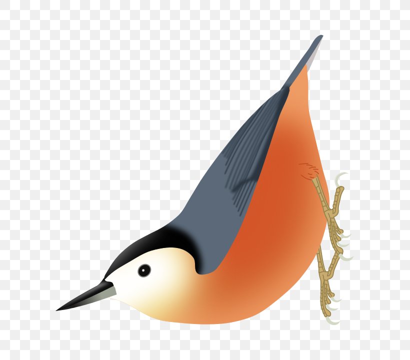 Przevalski's Nuthatch Firefly Encyclopedia Of Birds Eurasian Nuthatch, PNG, 685x720px, Nuthatch, Beak, Bird, Duck, Ducks Geese And Swans Download Free