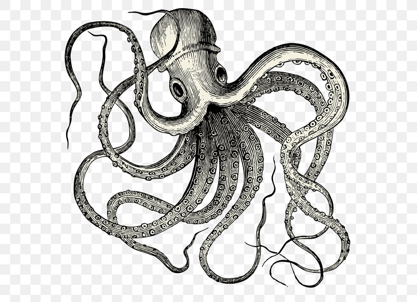 Antique Wall Poster Etsy, PNG, 590x594px, Antique, Art, Black And White, Cephalopod, Drawing Download Free