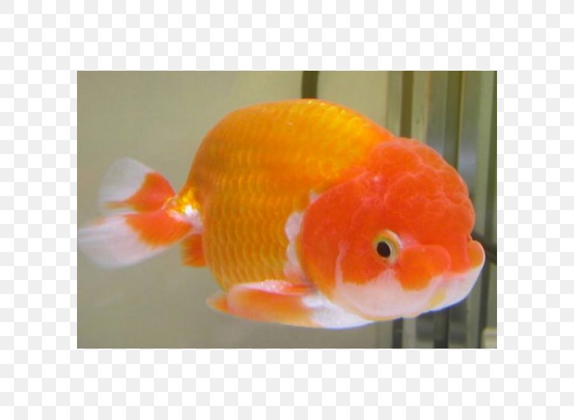 Lionhead Siamese Fighting Fish Common Goldfish Ranchu Aquarium, PNG, 600x600px, Lionhead, Aquarium, Betta, Bony Fish, Carassius Download Free