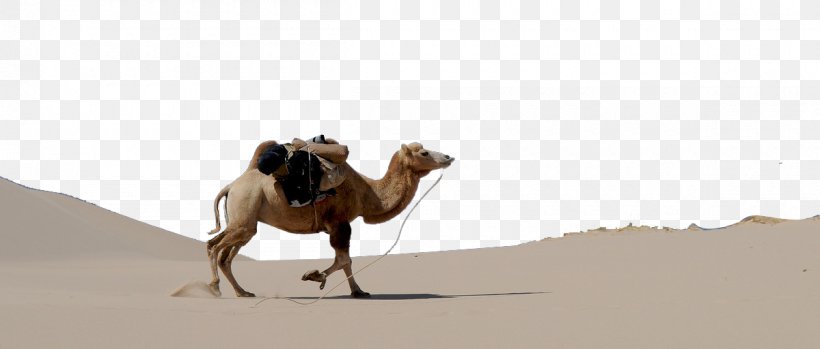 Dromedary Bactrian Camel Gobi Desert, PNG, 1200x512px, Dromedary, Arabian Camel, Bactrian Camel, Camel, Camel Like Mammal Download Free