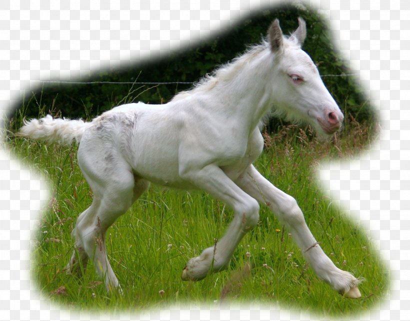 Foal Mustang Colt Stallion Mare, PNG, 1959x1535px, Foal, Colt, Grass, Horse, Horse Like Mammal Download Free