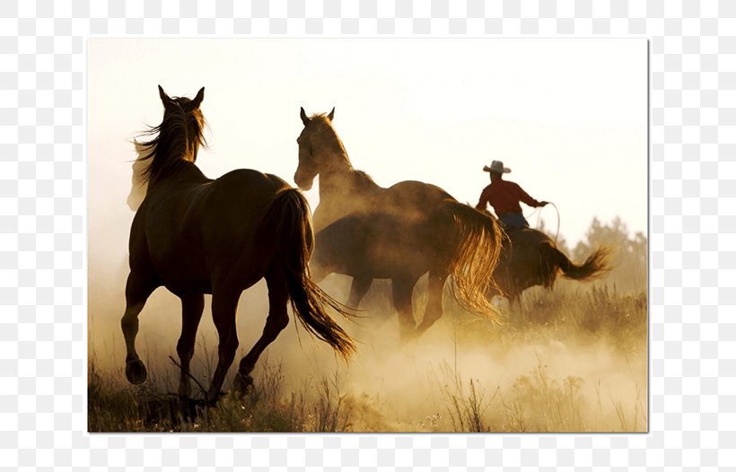 Mustang Powder Burn Stallion Desktop Wallpaper Cowboy, PNG, 635x526px, 4k Resolution, Mustang, Animal, Cowboy, Ecoregion Download Free