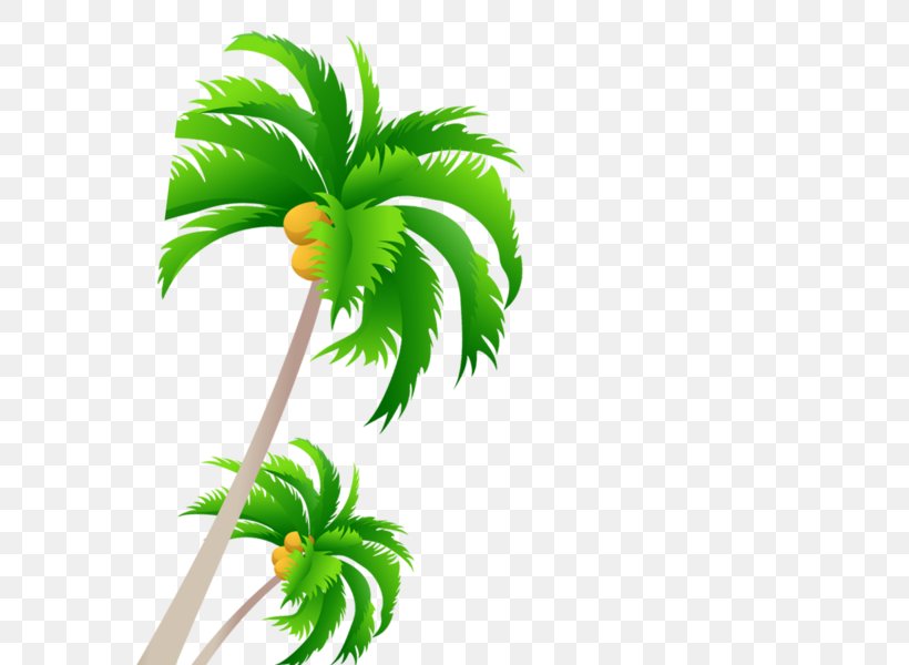 Palm Trees Vector Graphics Coconut, PNG, 600x600px, Palm Trees, Areca Palm, Arecales, Botany, Coconut Download Free