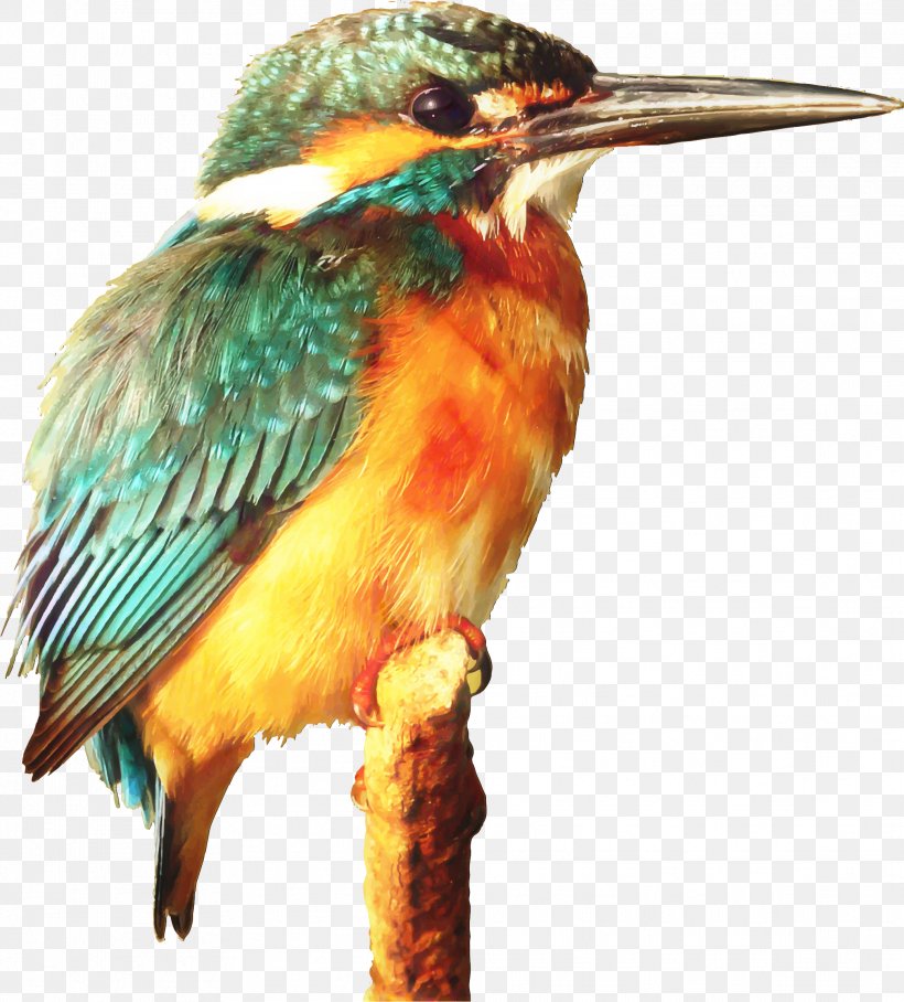 Clip Art Kingfisher Bird Free Content, PNG, 2079x2304px, Kingfisher, Beak, Belted Kingfisher, Bird, Common Kingfisher Download Free