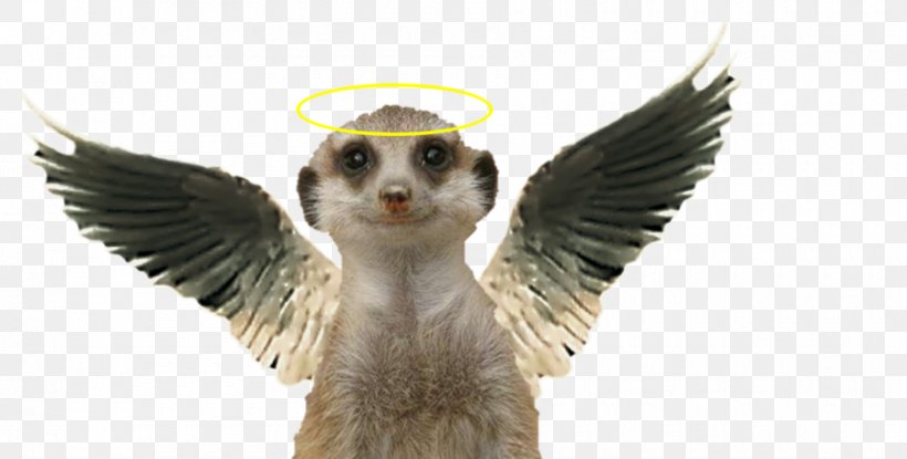 Meerkat Comics Cartoon Metro-Goldwyn-Mayer, PNG, 900x456px, Meerkat, All That, Art, Beak, Bird Download Free