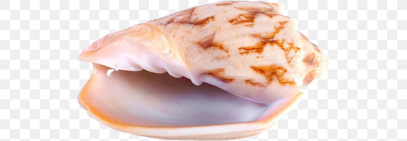 Seashell Chambered Nautilus Marine Clip Art, PNG, 512x284px, Seashell, Animal Fat, Animal Source Foods, Chambered Nautilus, Computer Download Free
