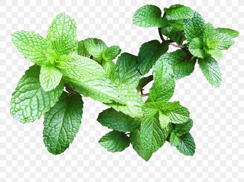 Apple Leaf, PNG, 1920x1436px, Mojito, Apple Mint, Cocktail, Fines Herbes, Flavor Download Free