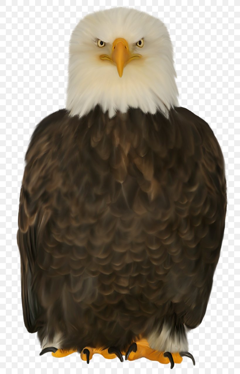 Bald Eagle Bird Of Prey Beak, PNG, 764x1280px, Bald Eagle, Accipiter, Accipitriformes, Animal, Aquila Download Free