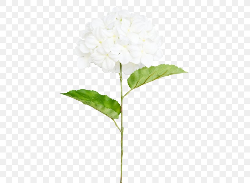 Hydrangea Cut Flowers Plant Stem, PNG, 800x600px, Hydrangea, Cornales, Cut Flowers, Flower, Flowering Plant Download Free