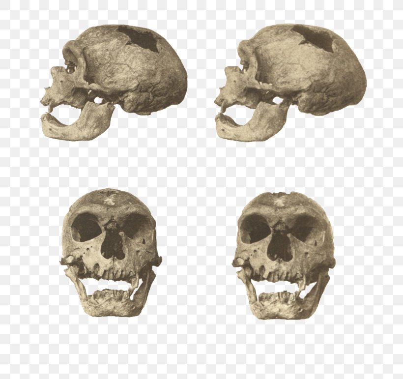 Neanderthal Skhul And Qafzeh Hominins Homo Sapiens La Chapelle-aux-Saints 1, PNG, 800x771px, Neanderthal, Biological Anthropology, Bone, Caveman, Homo Download Free