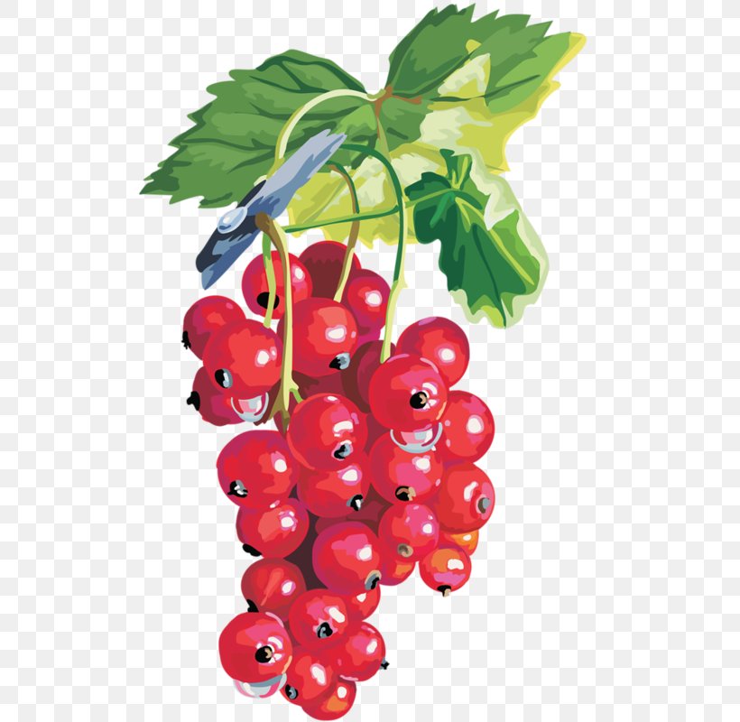 Redcurrant Blackcurrant Berries Fruit, PNG, 513x800px, Redcurrant, Accessory Fruit, Berries, Berry, Bilberry Download Free