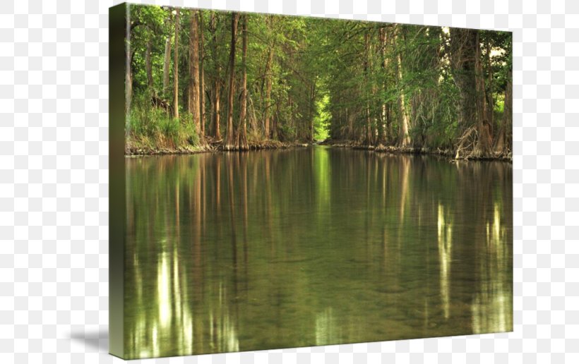 Biome Pond Swamp Nature Reserve Vegetation, PNG, 650x516px, Biome, Bank, Bayou, Ecosystem, Floodplain Download Free
