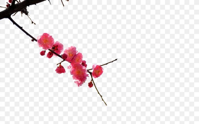 China Paper Plum Blossom Wallpaper, PNG, 2560x1600px, China, Ameixeira, Blossom, Branch, Bud Download Free