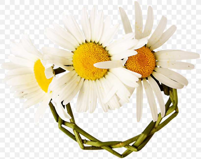 Flower Love Floristry Blog Tendresse, PNG, 1024x809px, Flower, Blog, Chamaemelum Nobile, Chamomiles, Cut Flowers Download Free