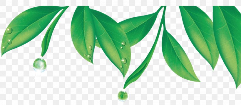 Green Tea Dew Google Images, PNG, 2058x898px, Green Tea, Cmyk Color Model, Coreldraw, Dew, Drop Download Free