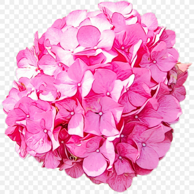 Hydrangea Cut Flowers Petal Pink M Flower, PNG, 1195x1192px, Watercolor, Cut Flowers, Flower, Hydrangea, Paint Download Free